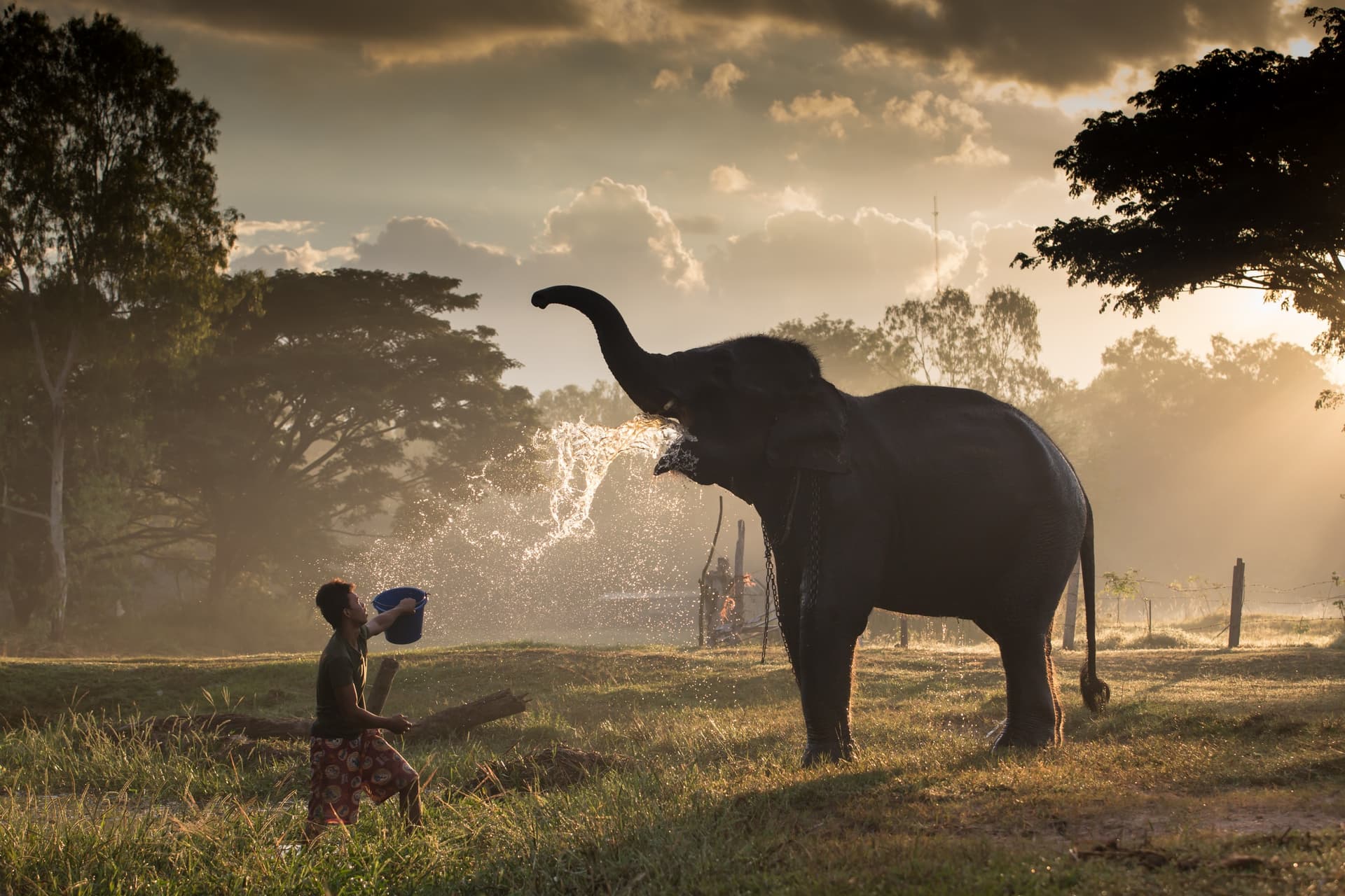 Das Elephant Haven Schutzgebiet